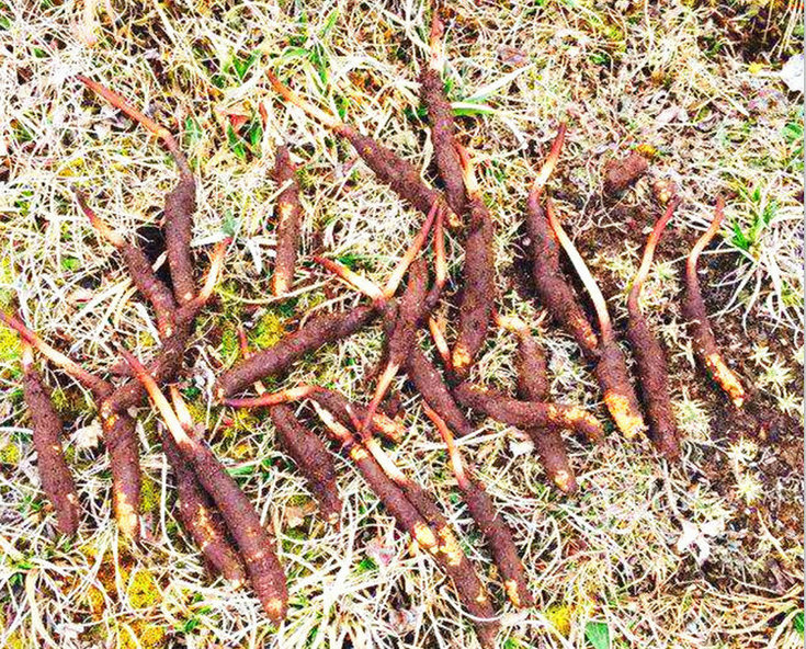 ���r���x�Ĳ�,���ڳ��������r���x�ĲݵĘ���