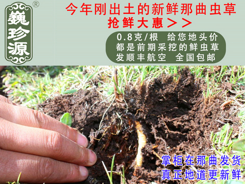 ���r�x�ݣ����r���x�Ĳ������r�x���^����Ρ��Դ0.8��/�����r�����x���^���������ڳ�����Ұ���������r�x��