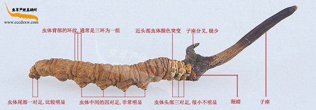 �涬�x�Ĳݵ����^,���x�ݵĘ���,���x�݈DƬ,�涬�x�Ĳ݈DƬչʾ